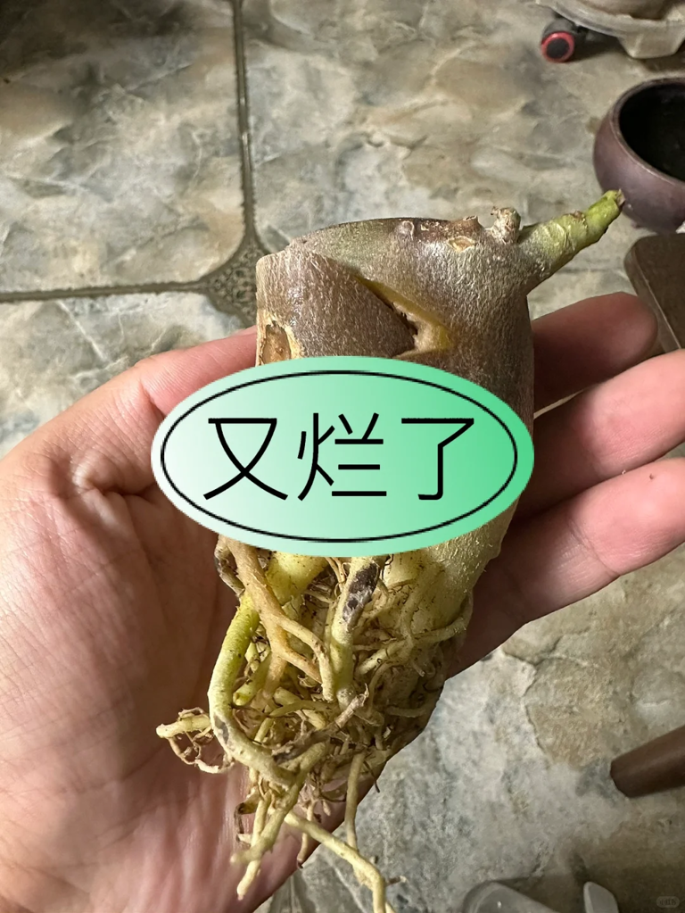 这7种花就得“贱养”，盆小水少反而越长越旺！