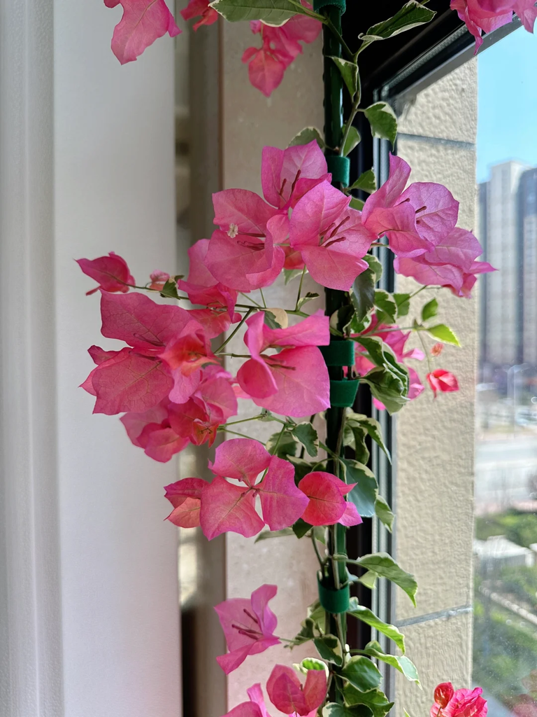 这7种花就得“贱养”，盆小水少反而越长越旺！