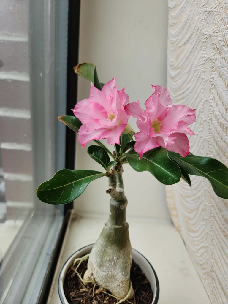 这7种花就得“贱养”，盆小水少反而越长越旺！