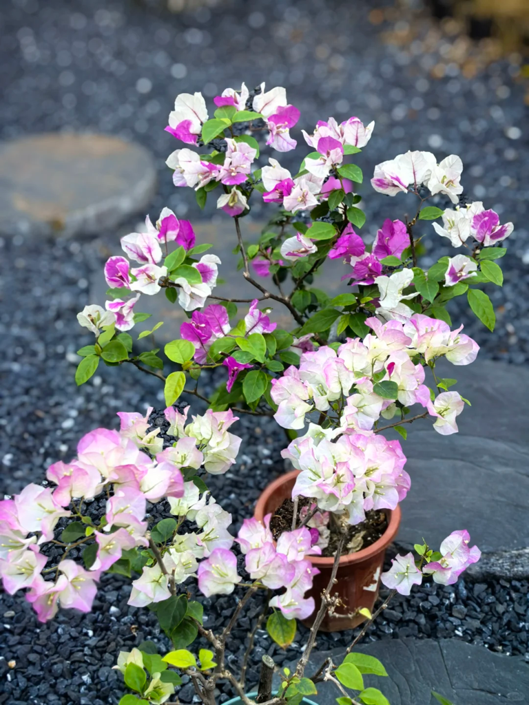 这7种花就得“贱养”，盆小水少反而越长越旺！