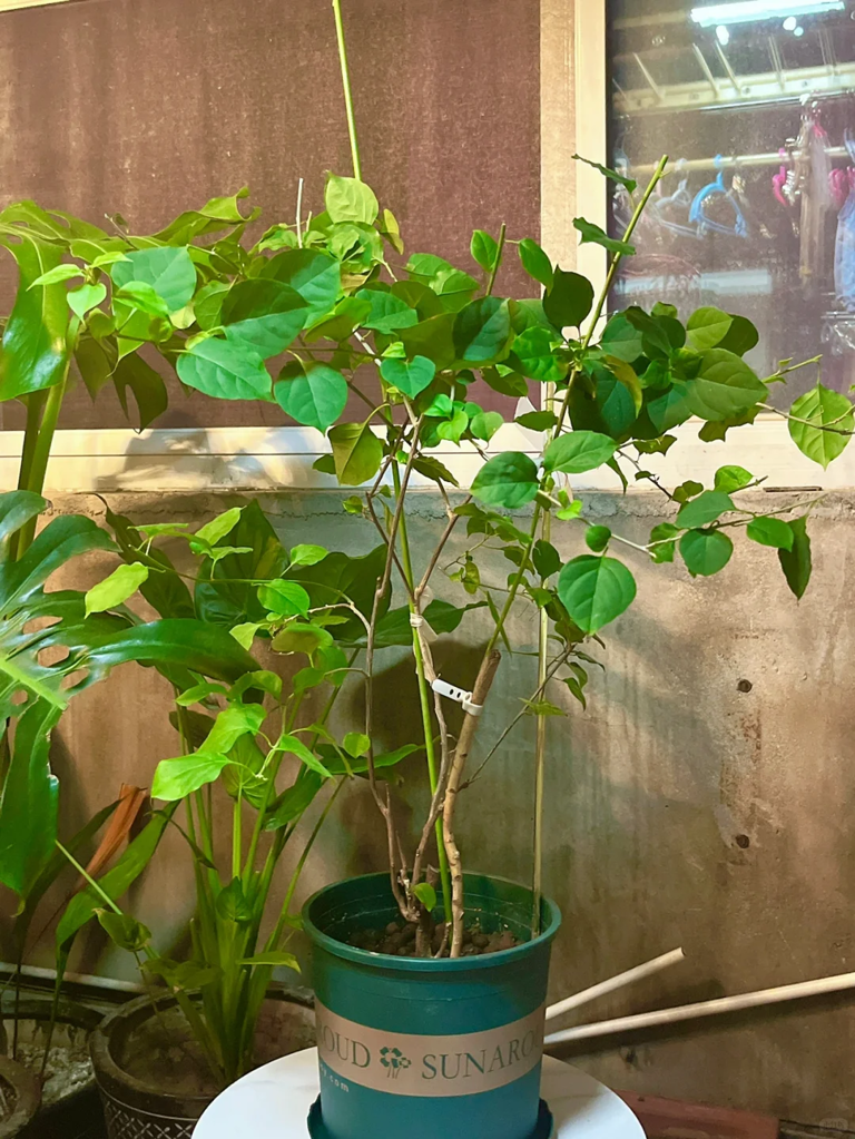 这7种花就得“贱养”，盆小水少反而越长越旺！