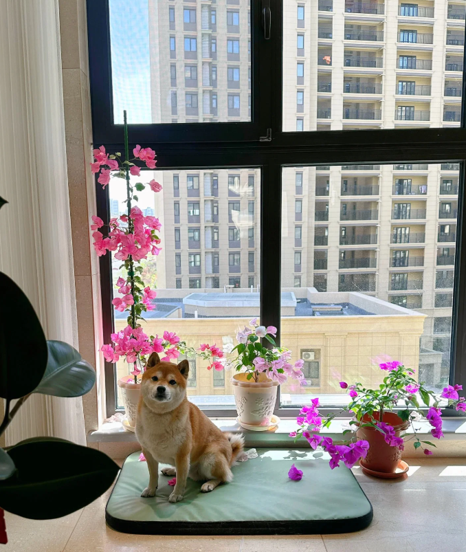 这7种花就得“贱养”，盆小水少反而越长越旺！