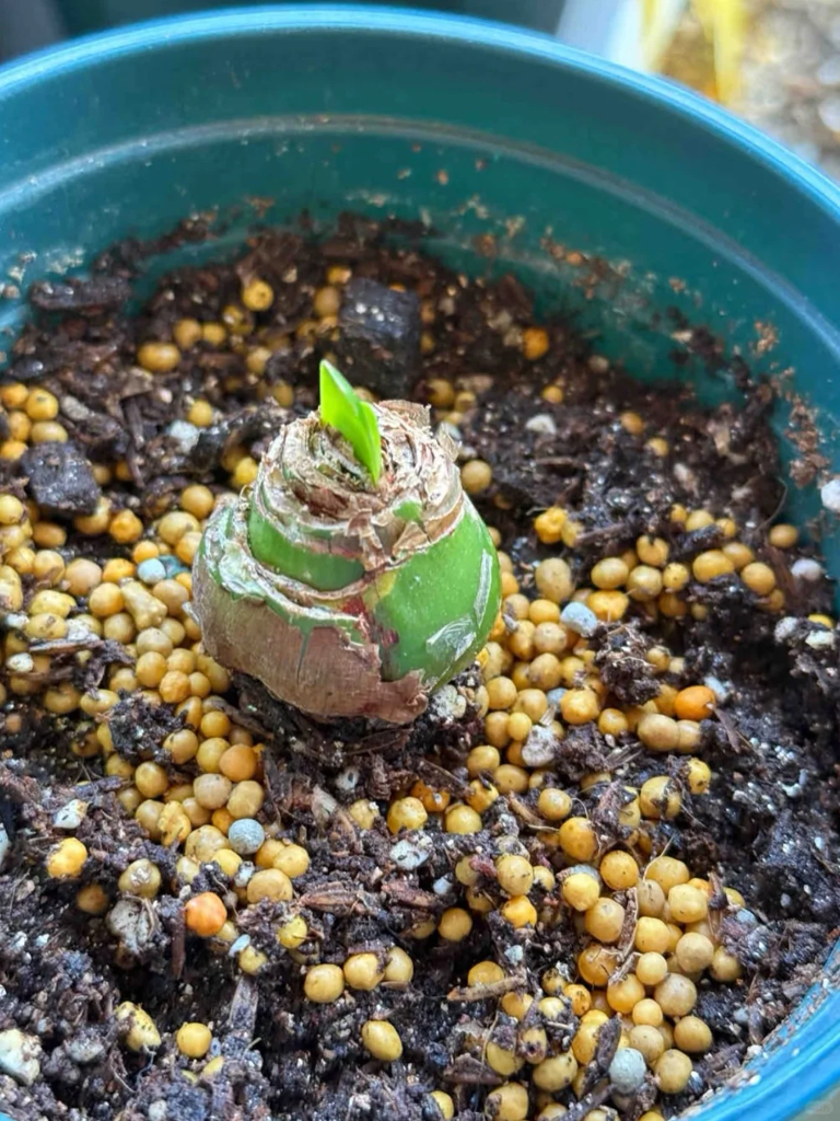 这7种花就得“贱养”，盆小水少反而越长越旺！