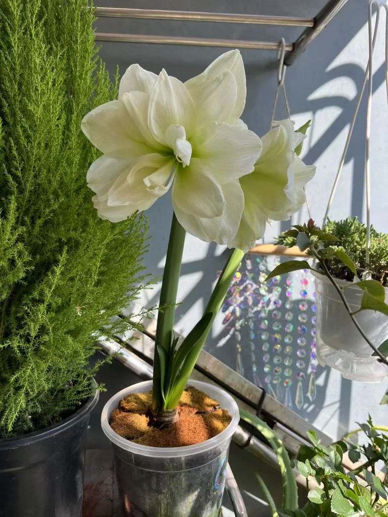 这7种花就得“贱养”，盆小水少反而越长越旺！