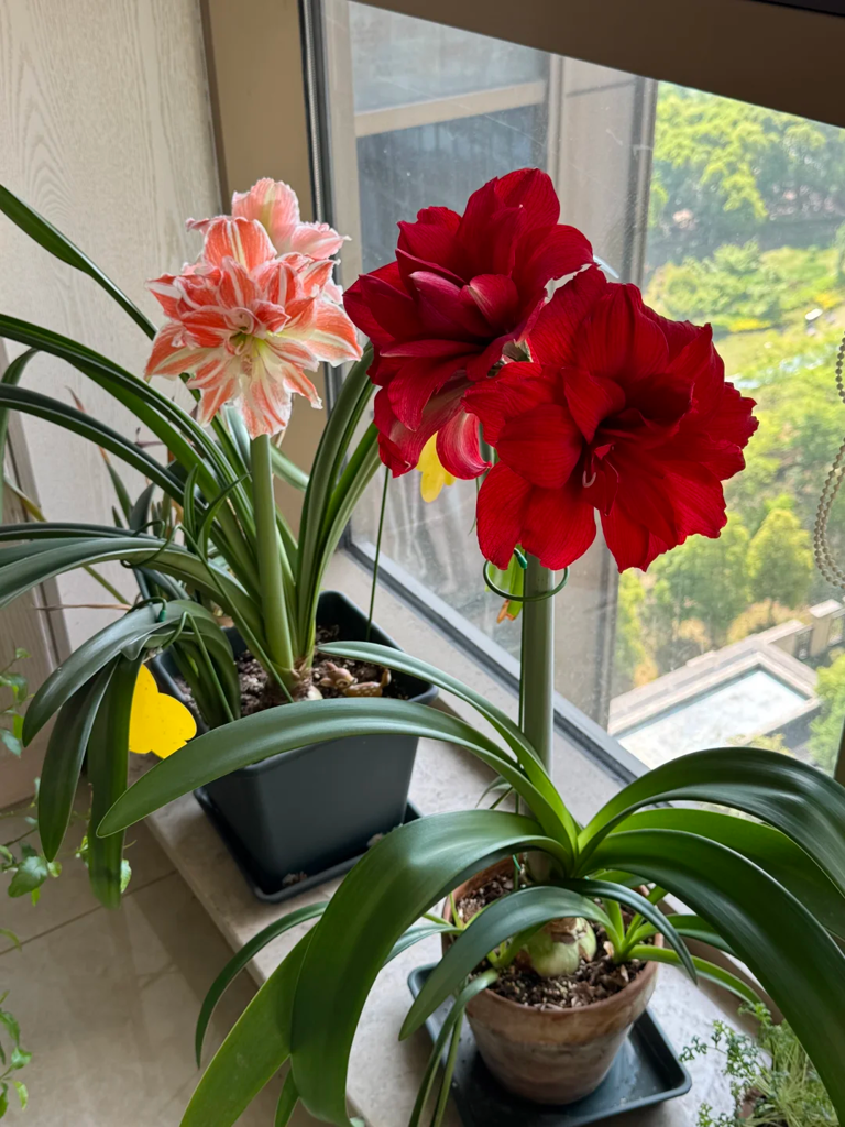 这7种花就得“贱养”，盆小水少反而越长越旺！