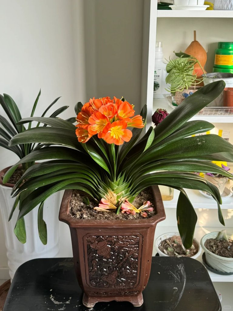 这7种花就得“贱养”，盆小水少反而越长越旺！