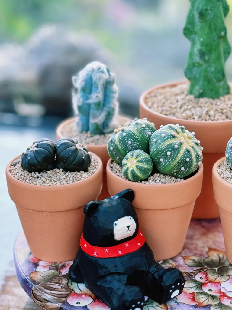 这7种花就得“贱养”，盆小水少反而越长越旺！