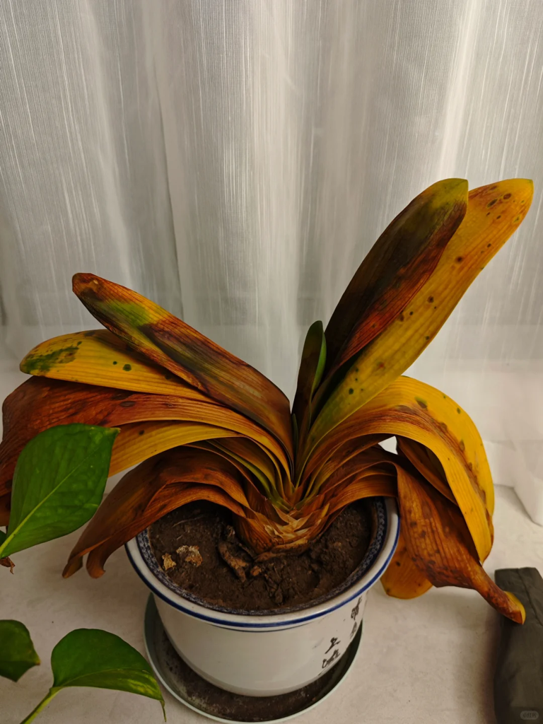 这7种花就得“贱养”，盆小水少反而越长越旺！