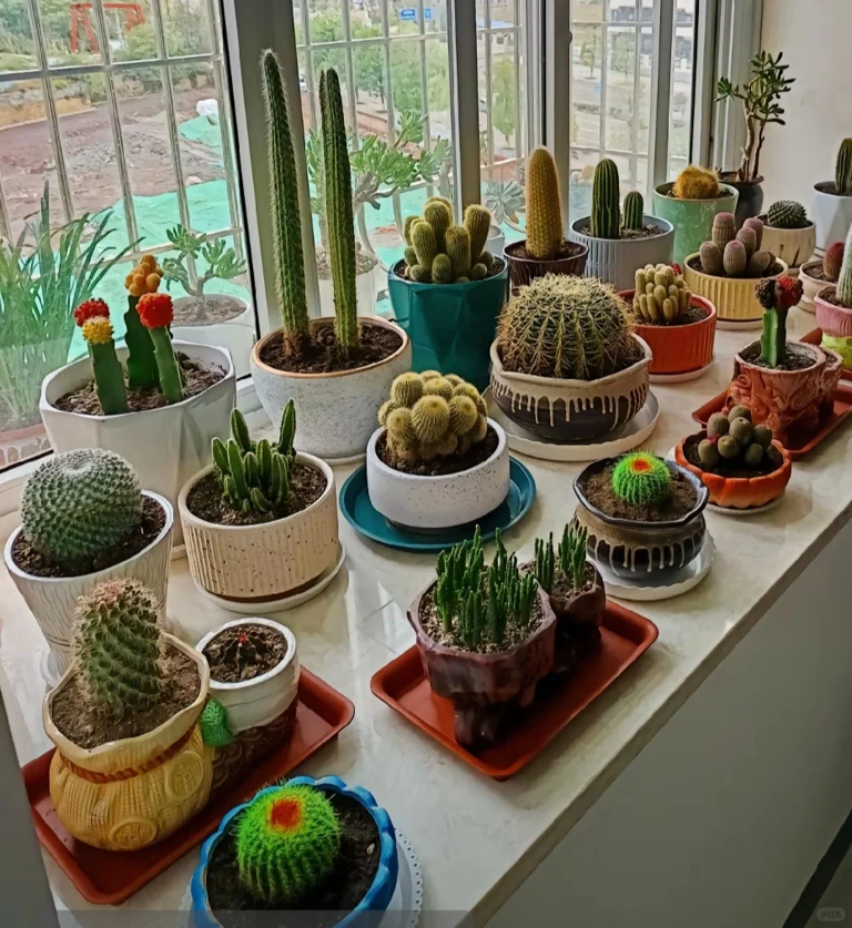 这7种花就得“贱养”，盆小水少反而越长越旺！