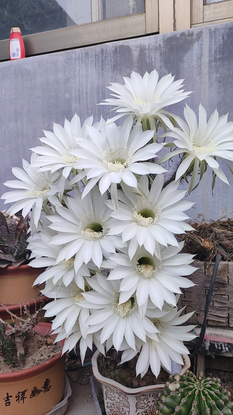 这7种花就得“贱养”，盆小水少反而越长越旺！