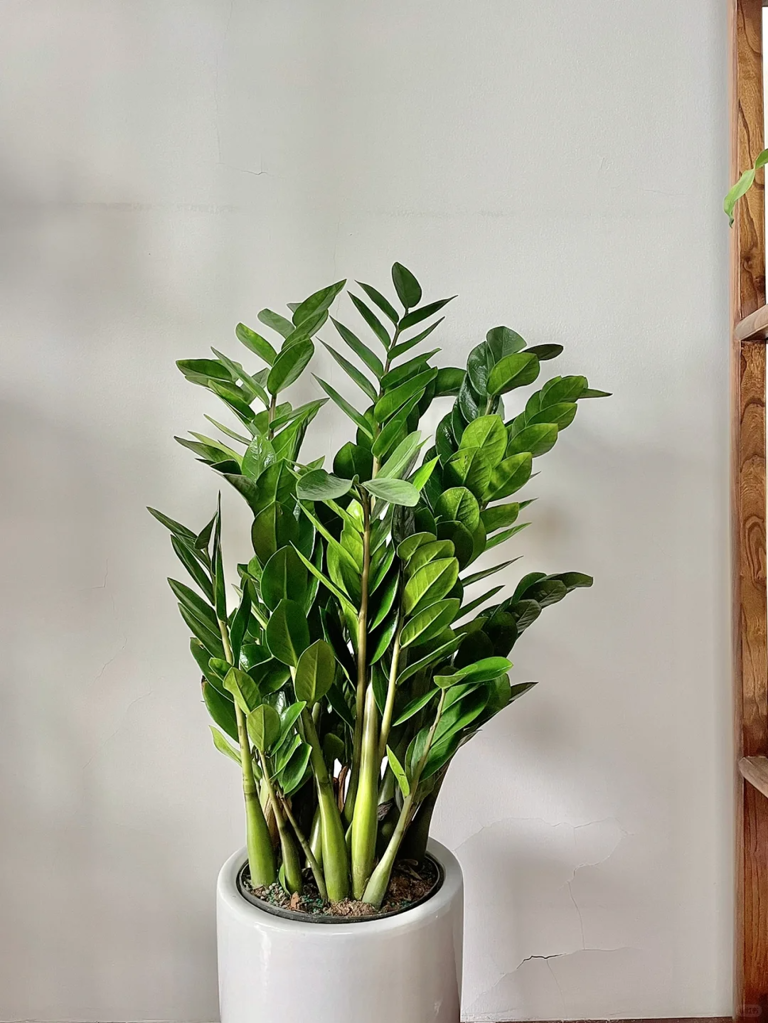 这7种花就得“贱养”，盆小水少反而越长越旺！