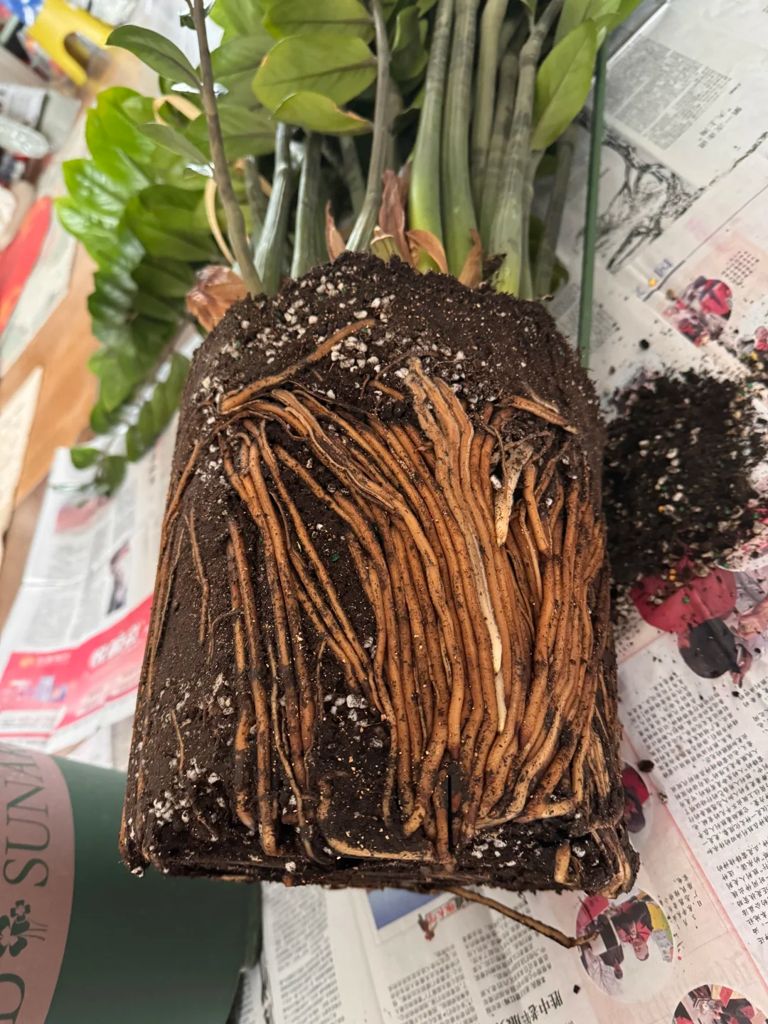 这7种花就得“贱养”，盆小水少反而越长越旺！