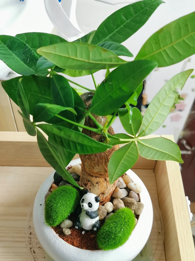 这7种花就得“贱养”，盆小水少反而越长越旺！