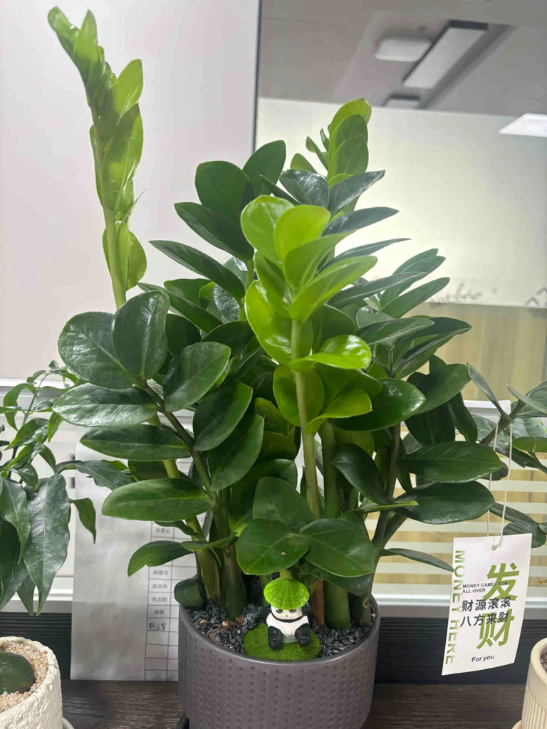 这7种花就得“贱养”，盆小水少反而越长越旺！