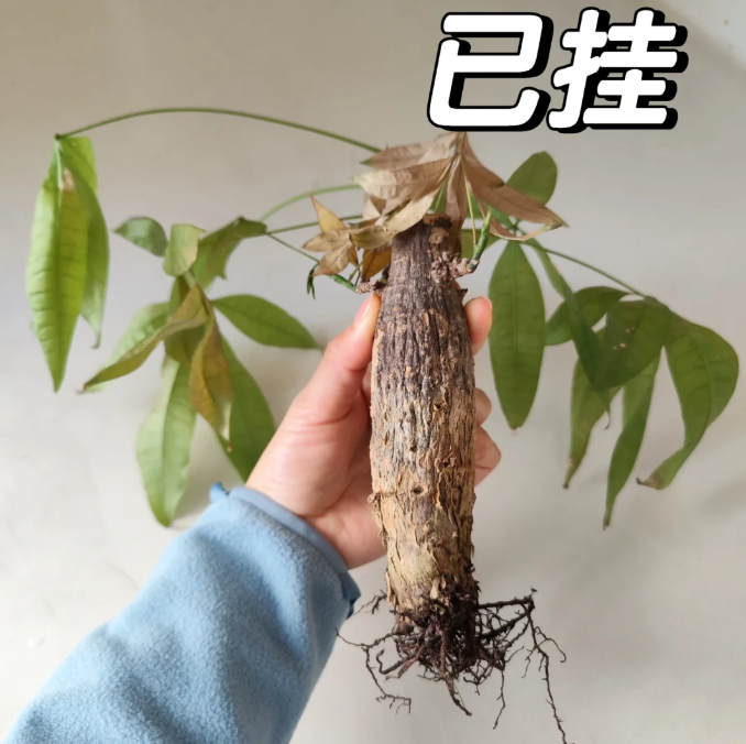 这7种花就得“贱养”，盆小水少反而越长越旺！