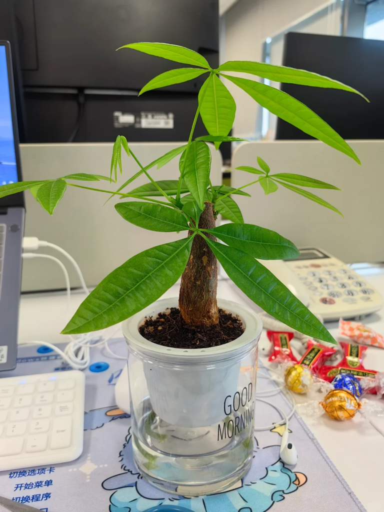 这7种花就得“贱养”，盆小水少反而越长越旺！