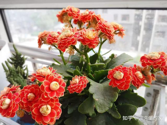 6种花要“贱养”，各种方法“虐”一遍，却越养越旺，花开不停