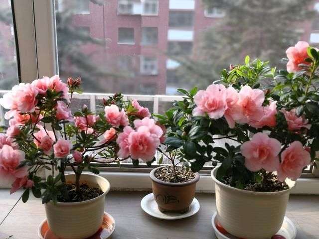 6种花要“贱养”，各种方法“虐”一遍，却越养越旺，花开不停