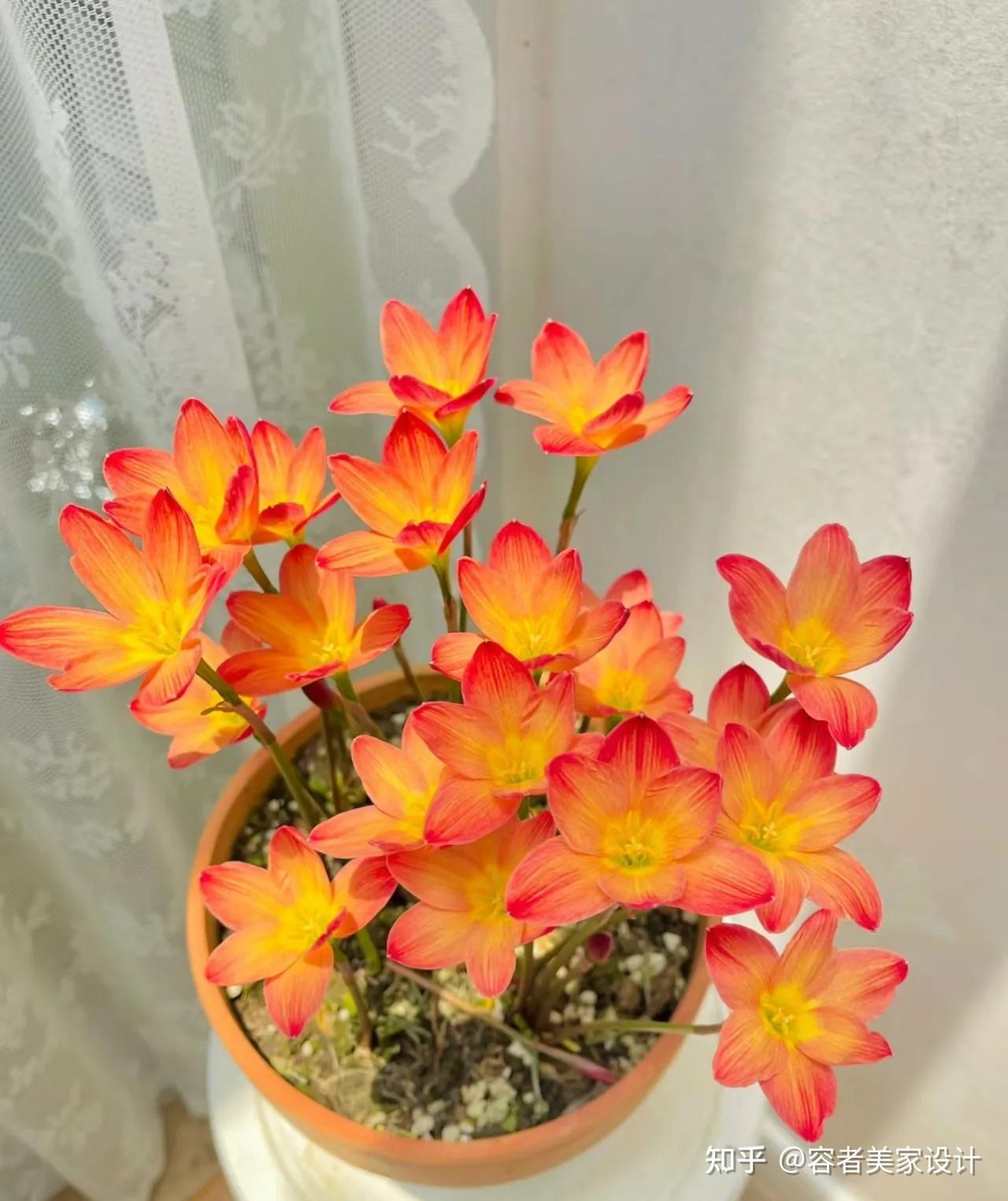 8种“养不死”的花，扔外面不用管，照样爆盆爆花，适合懒人！