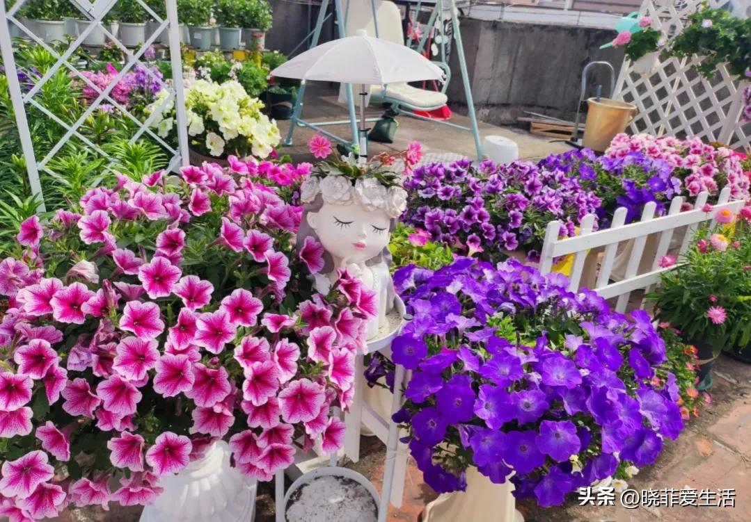 公认“好养”的10种花，花期超长，开花漂亮，常年有花赏