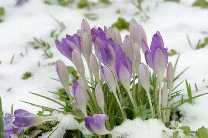 “27种”耐寒的花，好养不怕冷，低温也能开花
