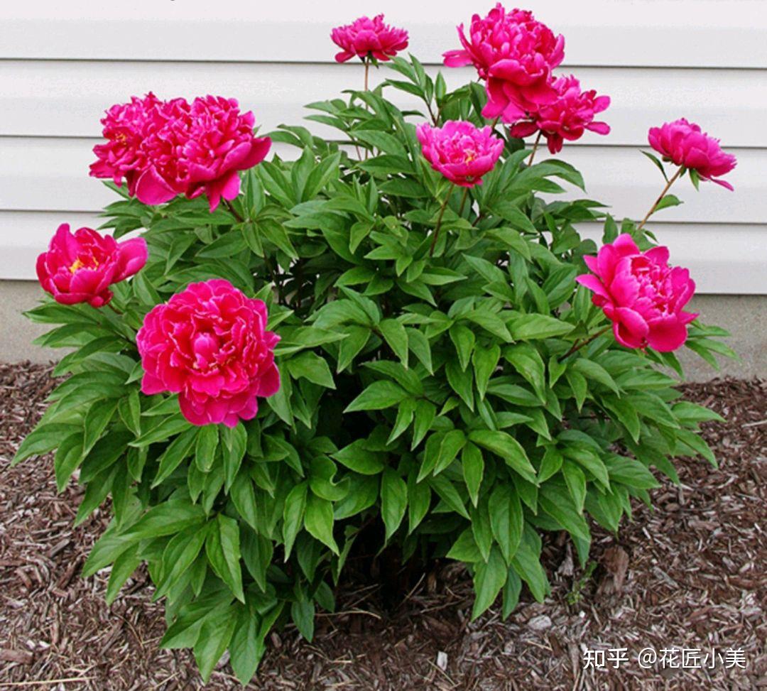 “27种”耐寒的花,好养不怕冷,低温也能开花