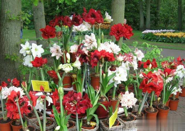 小盆“贱养”就能长大开花的4种植物，你家有吗？