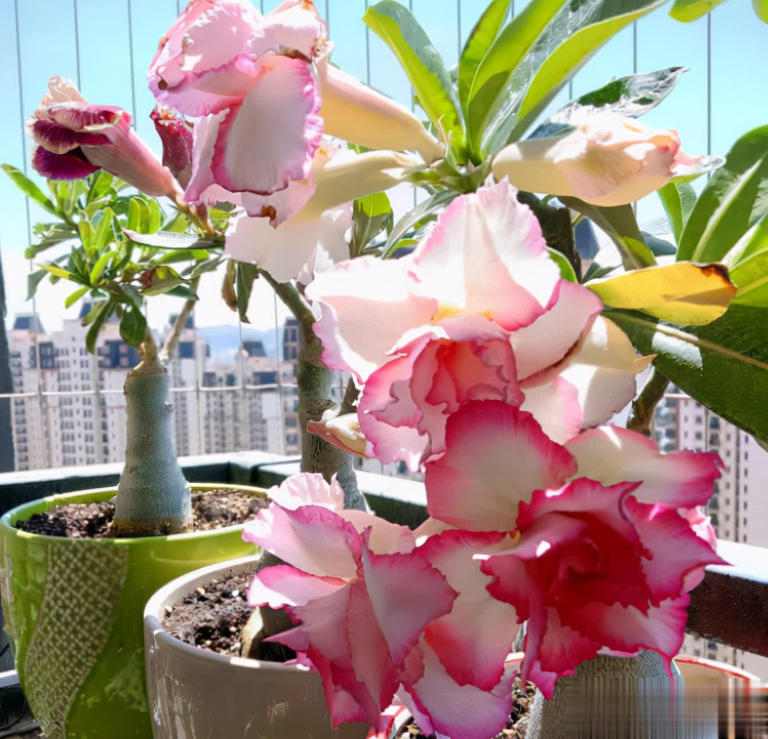 小盆“贱养”就能长大开花的4种植物，你家有吗？