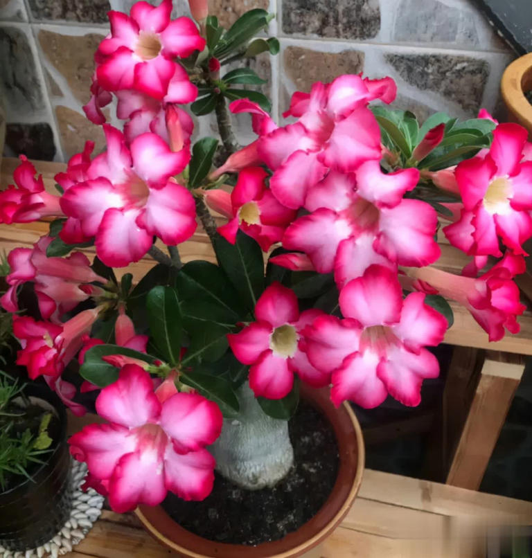 小盆“贱养”就能长大开花的4种植物，你家有吗？