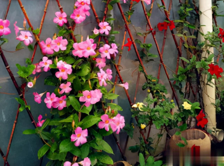 小盆“贱养”就能长大开花的4种植物，你家有吗？