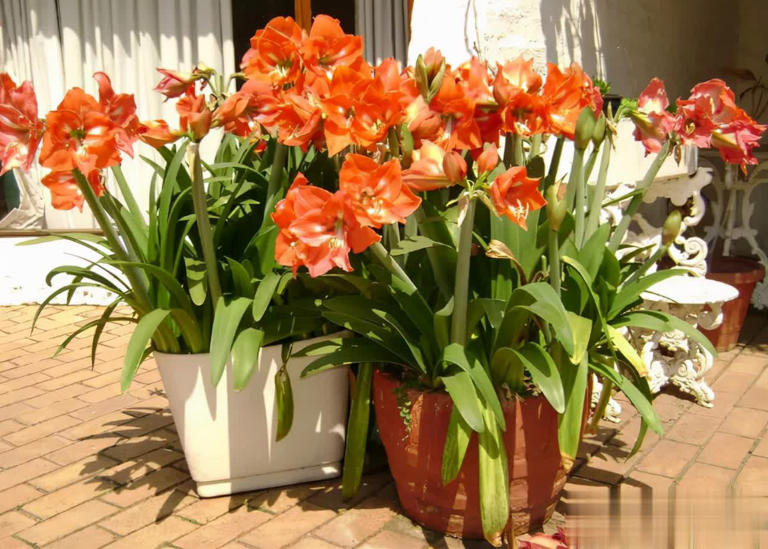 小盆“贱养”就能长大开花的4种植物，你家有吗？