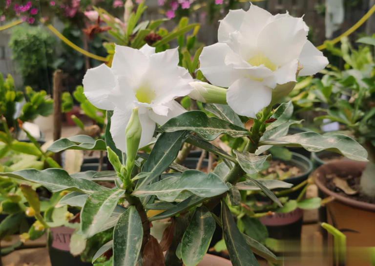 小盆“贱养”就能长大开花的4种植物，你家有吗？