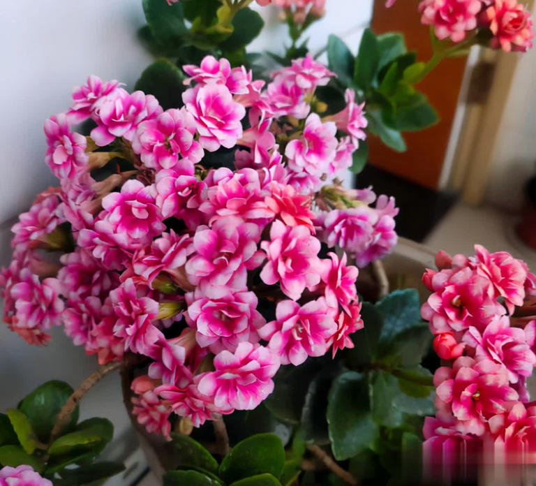 小盆“贱养”就能长大开花的4种植物，你家有吗？