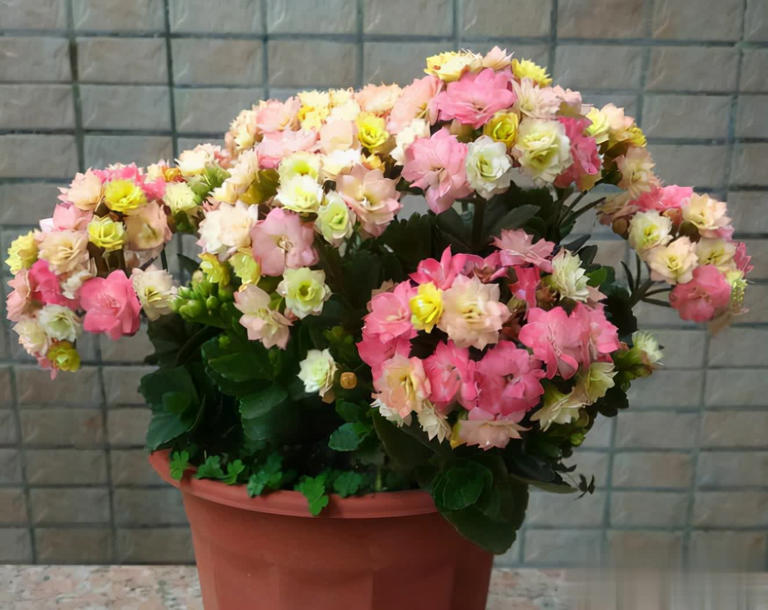 小盆“贱养”就能长大开花的4种植物，你家有吗？