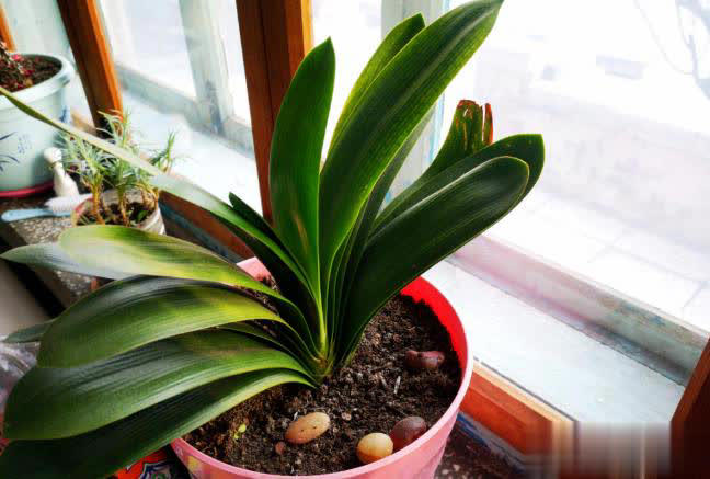 小盆“贱养”就能长大开花的4种植物，你家有吗？