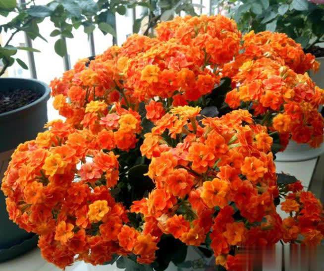 小盆“贱养”就能长大开花的4种植物，你家有吗？