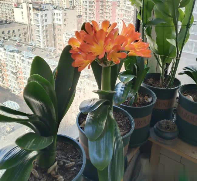 小盆“贱养”就能长大开花的4种植物，你家有吗？