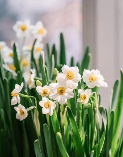 人见人爱的4种漂亮花，香味浓郁惹人爱，谁见了都会夸好看