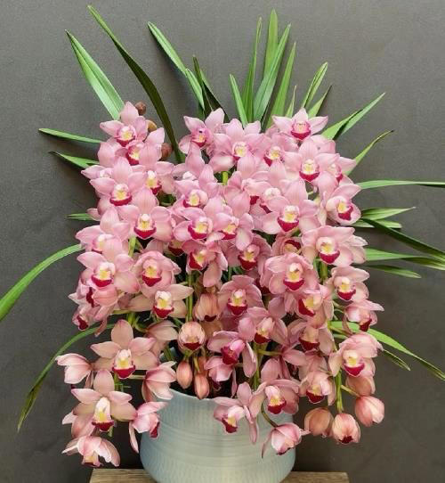 人见人爱的4种漂亮花，香味浓郁惹人爱，谁见了都会夸好看