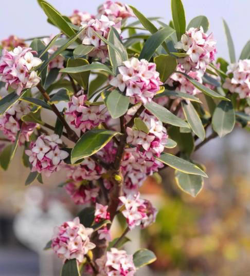 人见人爱的4种漂亮花，香味浓郁惹人爱，谁见了都会夸好看