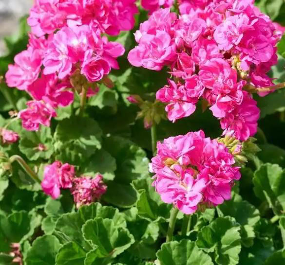 人见人爱的4种漂亮花，香味浓郁惹人爱，谁见了都会夸好看