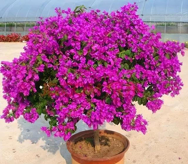 养花小窍门：善用食醋，让花卉更茂盛