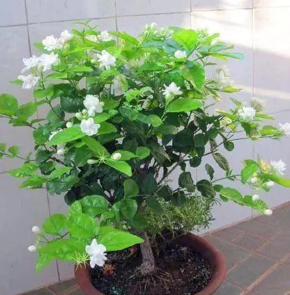 养花小窍门：善用食醋，让花卉更茂盛