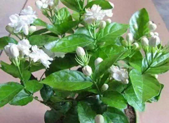 养花小窍门：善用食醋，让花卉更茂盛