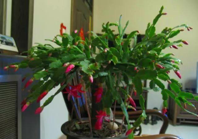 养花小窍门：善用食醋，让花卉更茂盛