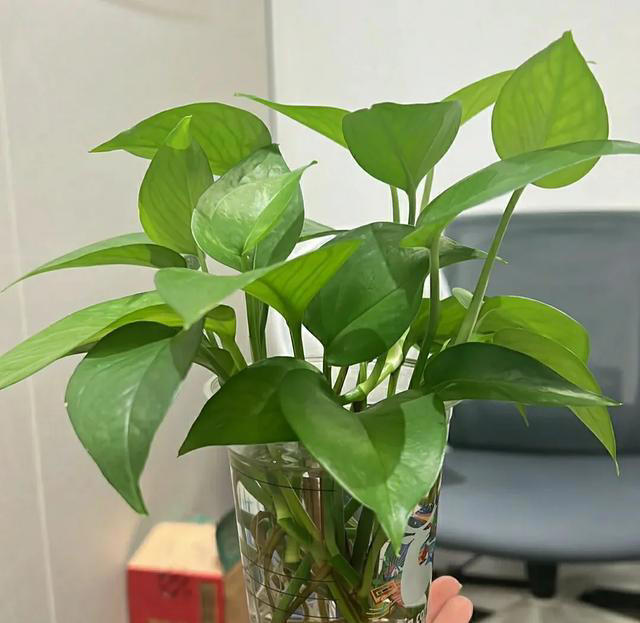 10月后，给家里的5种花“剃光头”，下手越狠，长势越旺