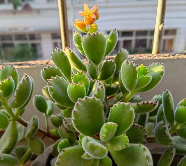 10月后，给家里的5种花“剃光头”，下手越狠，长势越旺