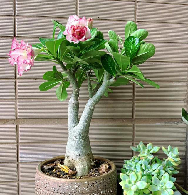 10月后，给家里的5种花“剃光头”，下手越狠，长势越旺