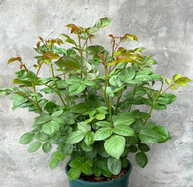 10月后，给家里的5种花“剃光头”，下手越狠，长势越旺