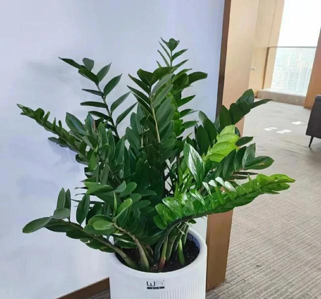 10月后，给家里的5种花“剃光头”，下手越狠，长势越旺